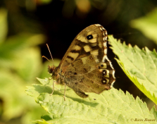 11793-Bont zandoogje - Pararge aegeria