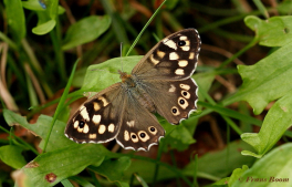 11799- Bont zandoogje - Pararge aegeria