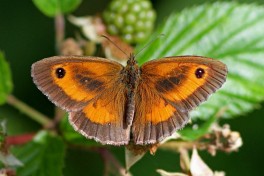12631- Oranje zandoogje - Pyronia tithonus