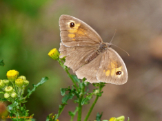 12775-Bruin zandoogje - Maniola jurtina