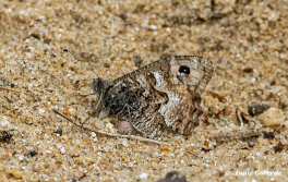 13467-Heivlinder-Hipparchia-semele