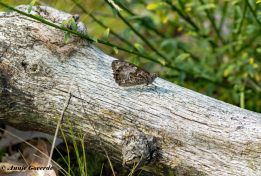 13467B-Heivlinder-Hipparchia-semele