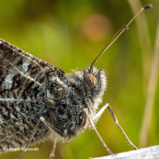 13467D-Heivlinder-Hipparchia-semele