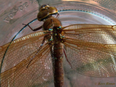 1120-Bruine glazenmaker - Aeshna grandis