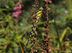 1271-Blauwe glazenmaker - Aeshna cyanea