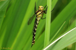 1290-Blauwe glazenmaker - Aeshna cyanea