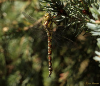 1294-Blauwe glazenmaker - Aeshna cyanea