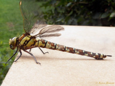 1296-Blauwe glazenmaker - Aeshna cyanea