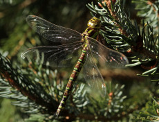 1302-Blauwe glazenmaker - Aeshna cyanea