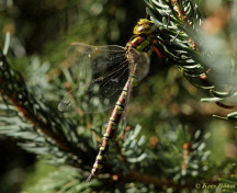 1304-Blauwe glazenmaker - Aeshna cyanea