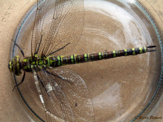 1308-Blauwe glazenmaker - Aeshna cyanea