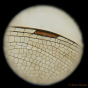 1314-Blauwe glazenmaker - Aeshna cyanea