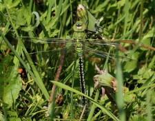 2030- Grote Keizerlibel - Anax imperator
