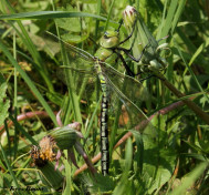 2031- Grote Keizerlibel - Anax imperator