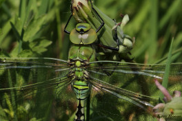 2032- Grote Keizerlibel - Anax imperator