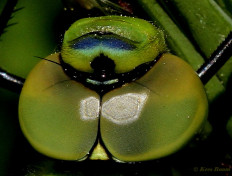 2033- Grote Keizerlibel - Anax imperator