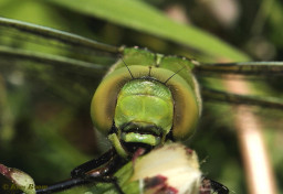 2034- Grote Keizerlibel - Anax imperator