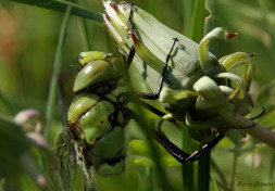 2036- Grote Keizerlibel - Anax imperator
