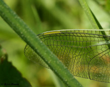 2037- Grote Keizerlibel - Anax imperator