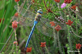 2040-Grote-keizerlibel-Anax-imperator