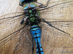 2041- Grote Keizerlibel - Anax imperator