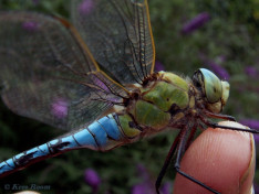 2042- Grote Keizerlibel - Anax imperator