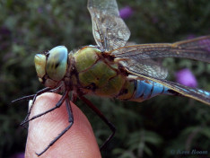 2043- Grote Keizerlibel - Anax imperator