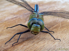 2044- Grote Keizerlibel - Anax imperator