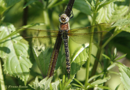 2538-Glassnijder-Brachytron-pratense