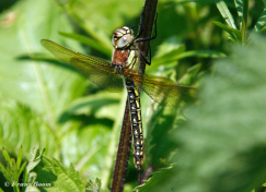 2539-Glassnijder-Brachytron-pratense