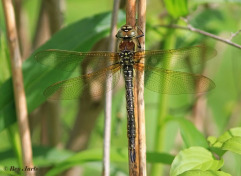 2540-Glassnijder-Brachytron-pratense