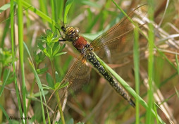 2543-Glassnijder-Brachytron-pratense