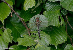 2550-Glassnijder-Brachytron-pratense