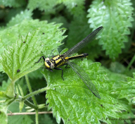 2852B-Beekrombout-Gomphus-vulgatissimus