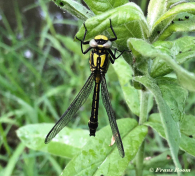2852C-Beekrombout-Gomphus-vulgatissimus
