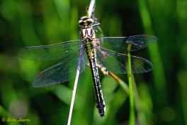 2865- Beekrombout - Gomphus vulgatissimus