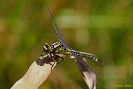 2866- Beekrombout - Gomphus vulgatissimus