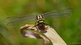 2867- Beekrombout - Gomphus vulgatissimus