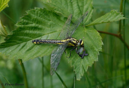 2869- Beekrombout - Gomphus vulgatissimus