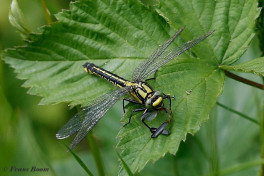 2870- Beekrombout - Gomphus vulgatissimus