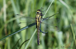 2870B-Beekrombout-Gomphus-Vulgatissimus