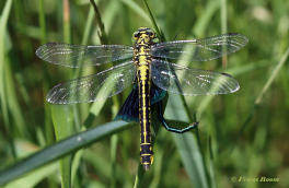 2870C-Beekrombout-Gomphus-Vulgatissimus