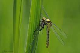 2871-Beekrombout-Gomphus-vulgatissimus