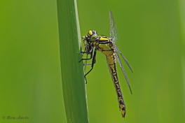 2872-Beekrombout-Gomphus-vulgatissimus