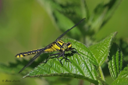 2874-Beekrombout-Gomphus-vulgatissimus