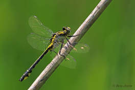 2875-Beekrombout-Gomphus-vulgatissimus