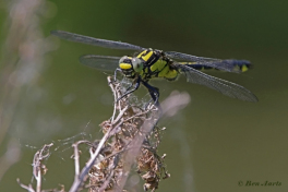 2877-Beekrombout-Gomphus-vulgatissimus