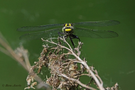 2878-Beekrombout-Gomphus-vulgatissimus