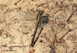 3280- Plasrombout - Gomphus pulchellus