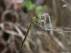3282- Plasrombout - Gomphus pulchellus